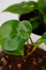 green plant  peperonia  isolated on white