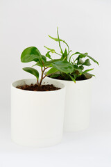 green plant  peperonia  isolated on white