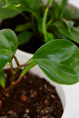 green plant  peperonia  isolated on white