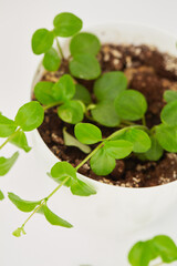 fresh green plant
