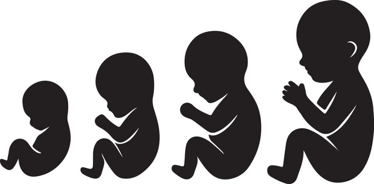 Silhouettes of human fetal development stages from beginning to birth