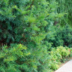 Lush green foliage along a paved pathway. Various shrubs and trees create a vibrant natural setting
