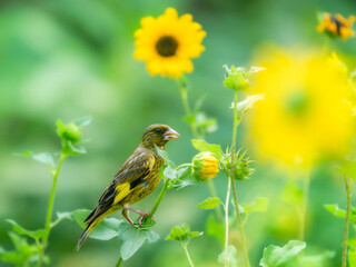 ヒマワリの種を食べに来たカワラヒワ。横構図