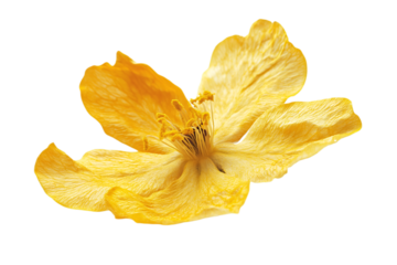 A single dried yellow flower with delicate petals, isolated on transparent background, showcasing its natural beauty and intricate details