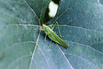 A beautiful green grasshopper rests on a large green leaf
