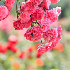 Vibrant gentle pink roses in full bloom, showcasing lush petals and green foliage, Bee collects pollen from flowers