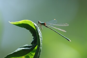 libellule