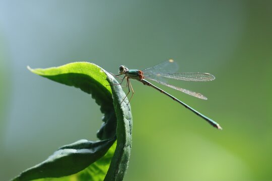 libellule