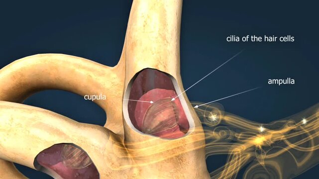 Anatomy and functions of ampulla,cupula and cilia of hair cells of inner ear