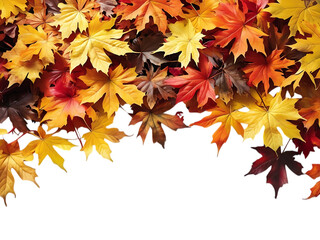A vibrant collection of colorful maple leaves in various shades of red, orange, and yellow, isolated on a transparent background