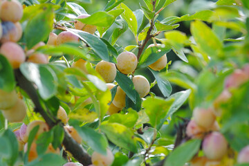Mirabelle, Prunus domestica subsp. Syriaca, Früchte