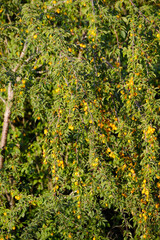 Fototapeta premium Mirabelle, Prunus domestica subsp. Syriaca, Früchte