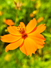 キバナコスモスのクローズアップ