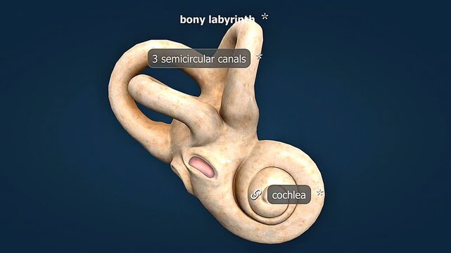 Anatomy of inner ear-Bony Labyrinth
