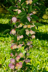 Mirabelle, Prunus domestica subsp. Syriaca, Früchte