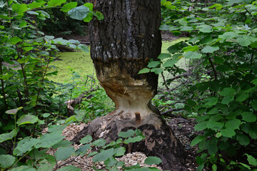 Tree Trunk Damaged by Beaver in Forest near the swamp