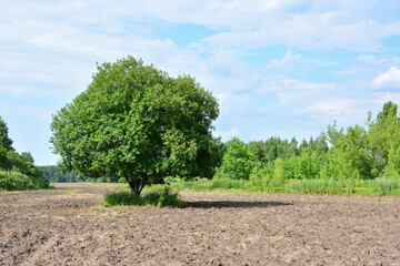 Obraz premium Solitary oak tree standing in a field with a forest in the background under a blue sky copy space