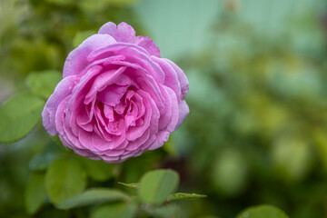  BELLE DE CALAIS. Summer in Moscow with  Blooming pink Rose