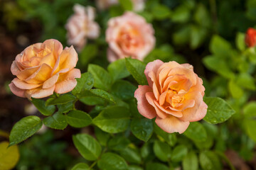 Rose floribunda Samaritan. Close-up of beautiful peach-colored roses with dew drops in a garden