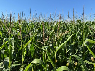Obraz premium field of corn