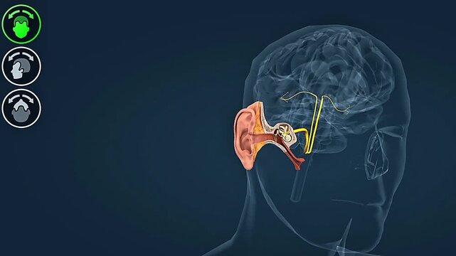 Functioning of the semicircular canals