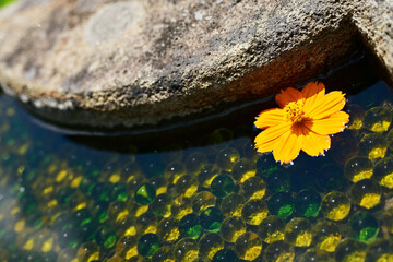 Mountainous region adorned with green leaves and water flowers. Sounds of Summer lively worshippers.
