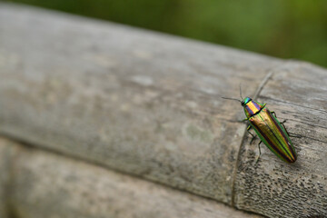 Mountainous region adorned with green leaves and water flowers. Sounds of Summer lively worshippers.
