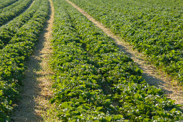 Erdbeere, Erdbeerplantage, Anbau