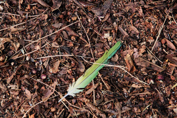 Pluma verde