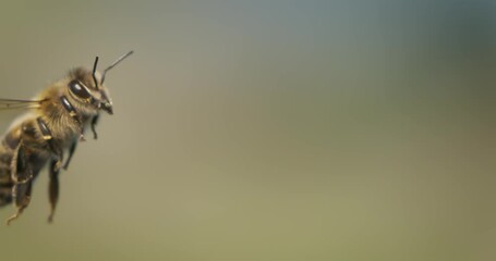 Honey bee fly in a super slow motion. Shot on super slow motion camera 1600 fps. Bees are best known to humans for their ecological roles as pollinators.