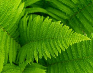 Close-up view of vibrant fern fronds.