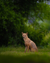 Mother and baby golden jackal (Canis aureus) sharing a tender moment in lush green grassland of Keoladeo National Park, India. Wildlife behavior captured in natural forest habitat.