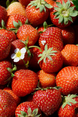 Erdbeere, Fragaria x ananassa, reife Früchte