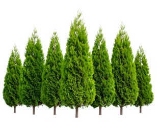  Aligned Juniper Trees with Fresh Green Needles, Isolated PNG