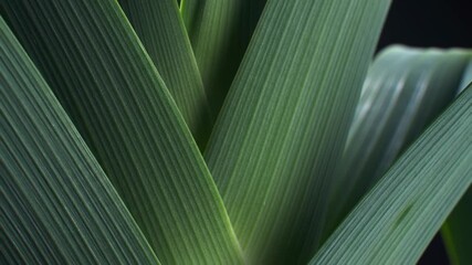 Intertwined iris leaves exhibit smooth texture