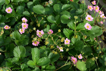 Erdbeere,  Frühe Erdbeere, Ariba Rose,  Blüte