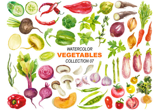 Vector watercolor painted vegetables clipart Hand drawn design elements isolated on white background