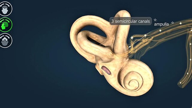 Functioning of the Utricle and Saccule.