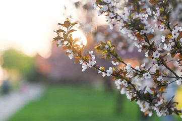 Cherry trees in full bloom, their pink petals symbolizing springs arrival. pink dreamscape, cherry blossoms transform park into fleeting paradise. cherry blossom background. copy space