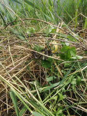 vertical photo wild snake resting in natural habitat. Nature's reptile - grass snake caught in moment of stillness and life. non-venomous snake visible among tall grass, creating sense of risk.