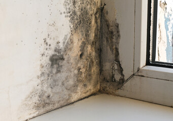 mold on apartment window. Fungal colonies are at joints of frames, adjacent walls. window slopes are affected by black mold due to constant dampness. Mold multiplies in conditions of poor ventilation.