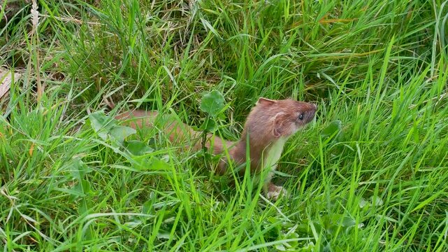 Stoat in the Grass