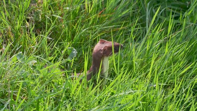 Stoat in the Grass