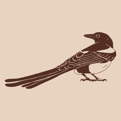 Magpie, bird. Hand drawn vector illustration