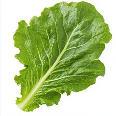 Сlose-up single cabbage leaf with detailed texture. Isolated on white background