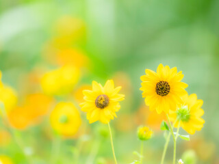 Obraz premium 夏から秋の公園や花壇を彩るヒマワリ（ミニヒマワリ）のある風景。自然風景素材。日差しでやわらかくボケた景色。ぼんやりした花畑のイメージ。