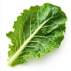 Сlose-up single cabbage leaf with detailed texture. Isolated on white background