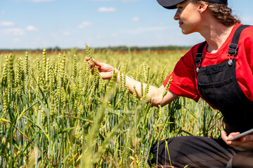 Woman agricultural specialist touching green grain ears during crop growth © Barillo_Images