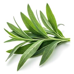 Obraz premium Fresh green rosemary herb sprig isolated on white background isolated on transparent background silhouette