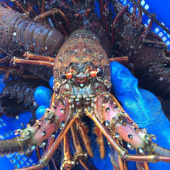 This picture shows a hand holding a lobster.